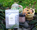 Everyday Latte & Hojicha Value Set